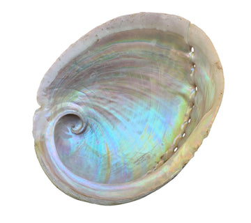 Abalone Smudging Shell - Love & Light